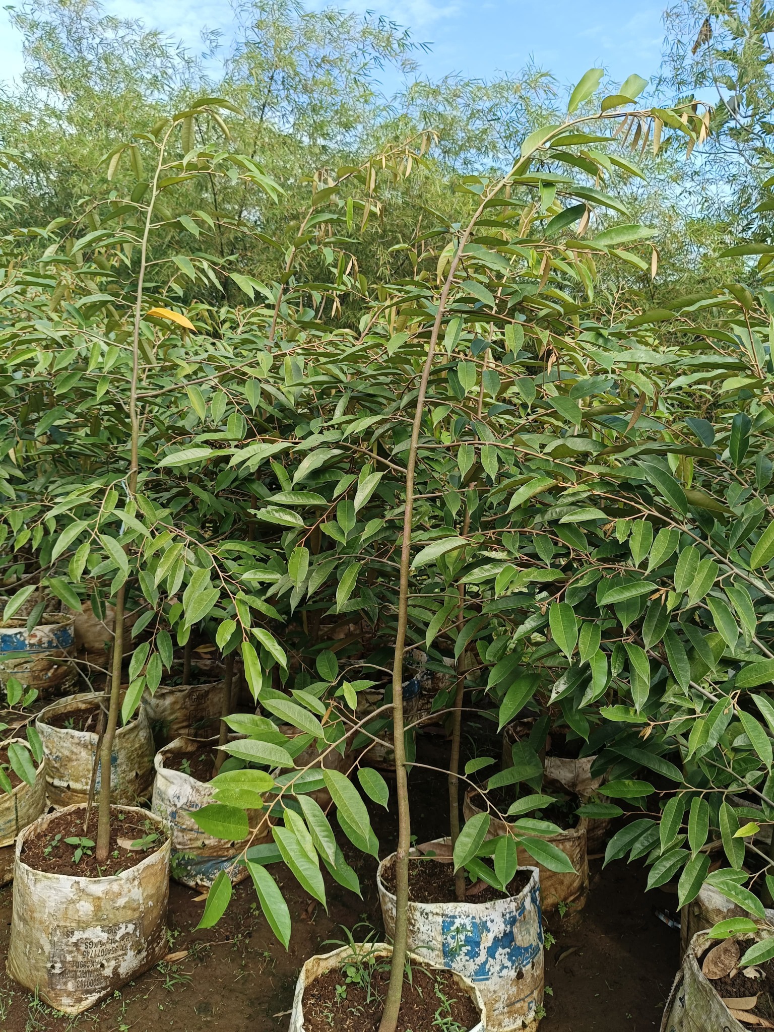 Pembibitan tanaman durian yang tumbuh sehat