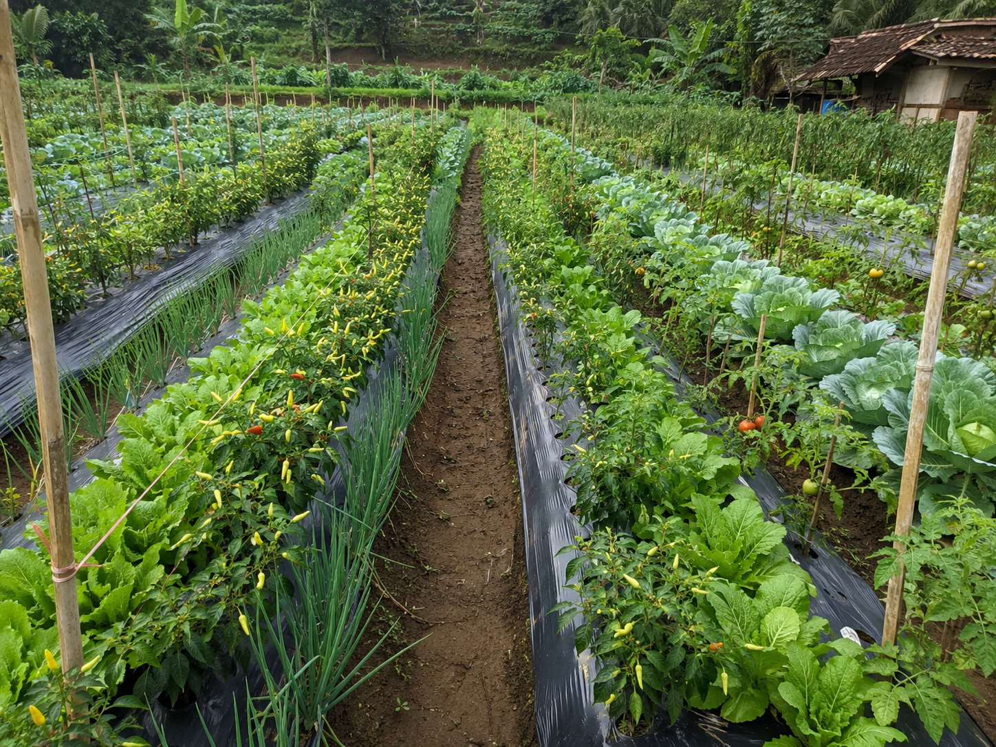 Lahan hortikultura dengan berbagai jenis sayuran